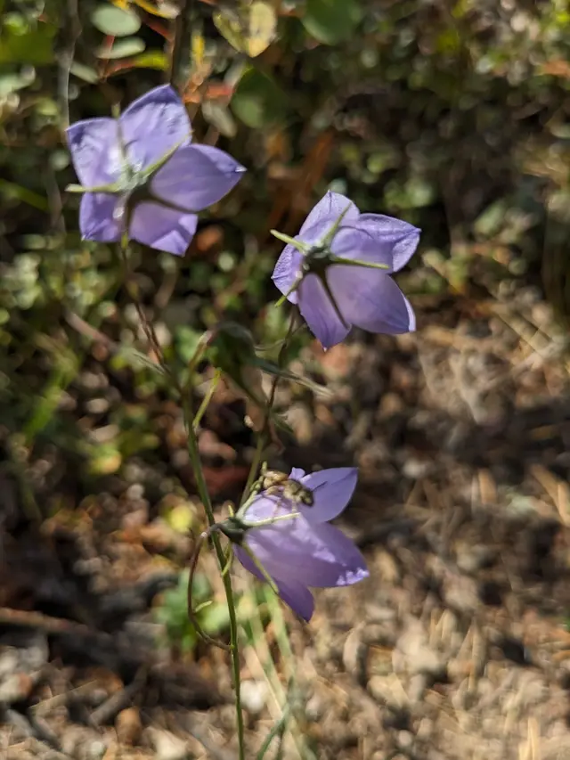 Harebell flowers with a bee